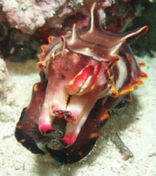 Flamboyant cuttlefish. Spotted during check out dive at h... by Jelissa Cheng 